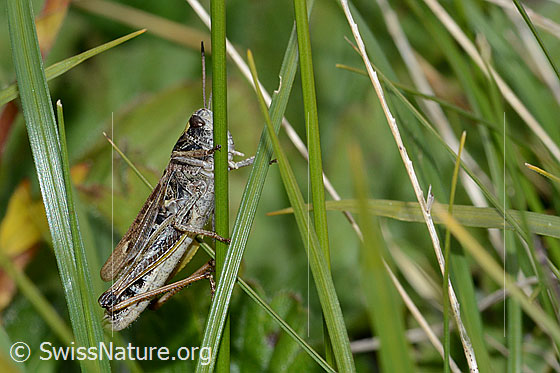 Foto: Sibirische Keulenschrecke (Gomphocerus sibiricus). Länge 20 - 25mm. Weibchen. Ansicht von der Seite.