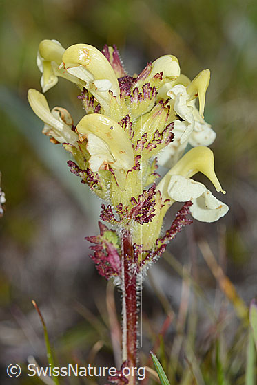 Foto: Knolliges Läusekraut (Pedicularis tuberosa). Blütenstand. Ansicht von der Seite.