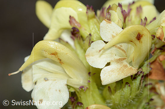 Foto: Knolliges Läusekraut (Pedicularis tuberosa). Blüten. Ansicht von der Seite.