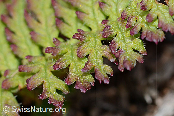 Foto: Knolliges Läusekraut (Pedicularis tuberosa). Blattoberseite. Detail.