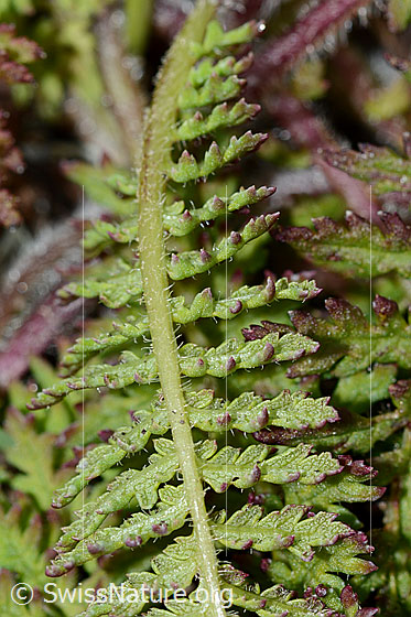 Foto: Knolliges Läusekraut (Pedicularis tuberosa). Blattunterseite.
