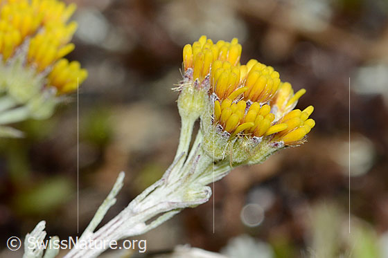 Foto: Graues Greiskraut (Senecio incanus). Blüten.