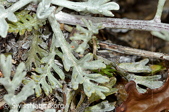 Foto: Graues Greiskraut (Senecio incanus). Blätter.