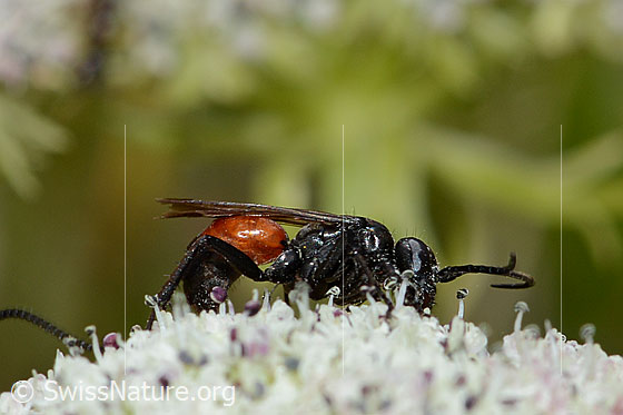 Foto: Anoplius infuscatus (Wegwespe) auf Zwerg-Mutterwurz (Ligusticum mutellinoides). Länge 9mm. Ansicht von der Seite.