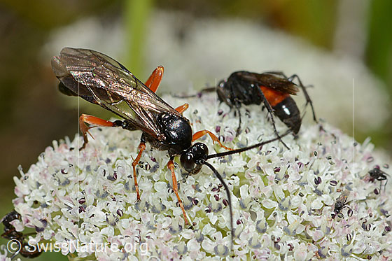 Foto: Links: Wahrscheinlich Hoplocryptus bellosus (Schlupfwespe).
Rechts: Wahrscheinlich Anoplius infuscatus (Wegwespe).
Beide sitzen auf der Blütendolde einer Zwerg-Mutterwurz (Ligusticum mutellinoides). Ansicht von schräg oben, resp hinten.