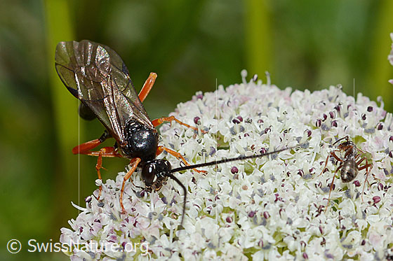 Photo: Probably Hoplocryptus bellosus on Ligusticum mutellinoides. Length 14mm. View from above.