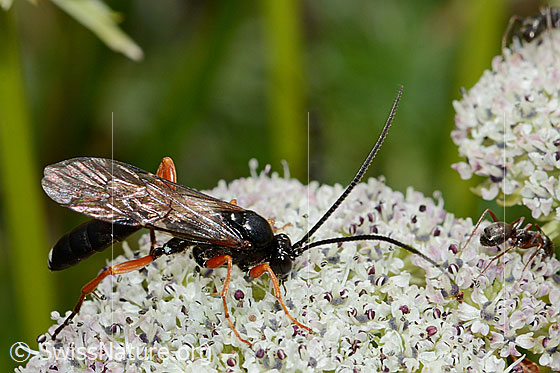 Photo: Probably Hoplocryptus bellosus on Ligusticum mutellinoides. Length 14mm. View from the side.