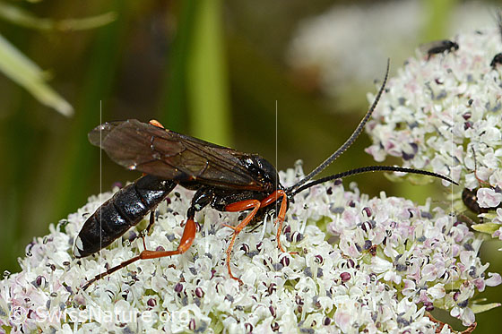 Photo: Probably Hoplocryptus bellosus on Ligusticum mutellinoides. Length 14mm. View from the side.