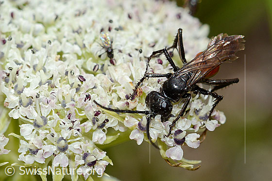Foto: Anoplius infuscatus (Wegwespe) auf Zwerg-Mutterwurz (Ligusticum mutellinoides). Länge 9mm. Ansicht von schräg vorne.