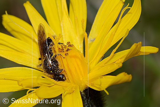 Foto: Stumpfzähnige Zottelbiene (Panurgus calcaratus). Länge 7mm. Ansicht von der Seite.