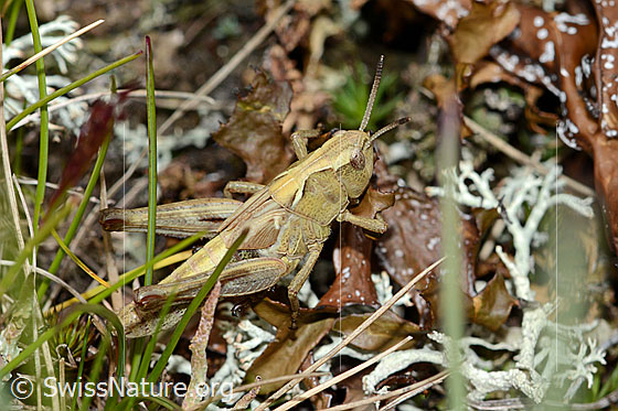 Photo: Gomphocerus sibiricus. Nymph stage 4. Female. View from the side.