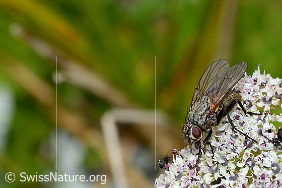 Photo: Probably Helina depuncta on Ligusticum mutellinoides. Length 8mm. Female. View from diagonally above.