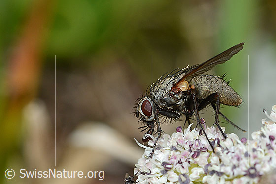 Helina depuncta (Echte Fliege) auf Zwerg-Mutterwurz (Ligusticum mutellinoides)
