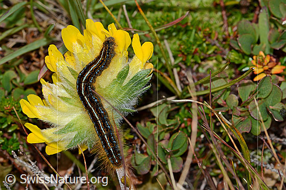 Photo: Malacosoma alpicola (caterpillar) on Anthyllis vulneraria ssp. alpestris.