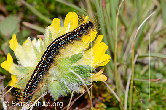Photo: Malacosoma alpicola (caterpillar) on Anthyllis vulneraria ssp. alpestris.