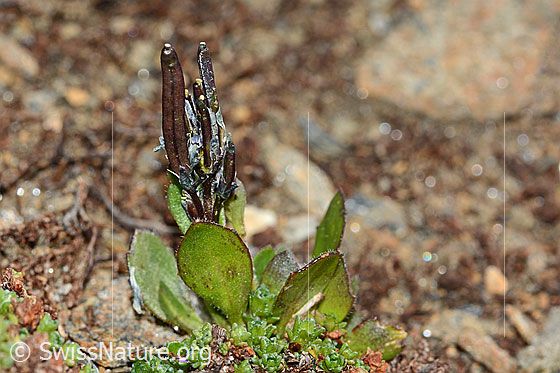 Foto: Bläuliche Gänsekresse (Arabis caerulea). Ganze Pflanze mit Fruchthülsen.