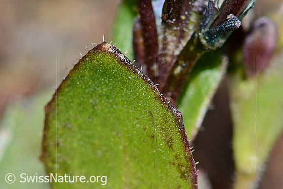 Photo: Arabis caerulea. Fimbriated leaf margin.