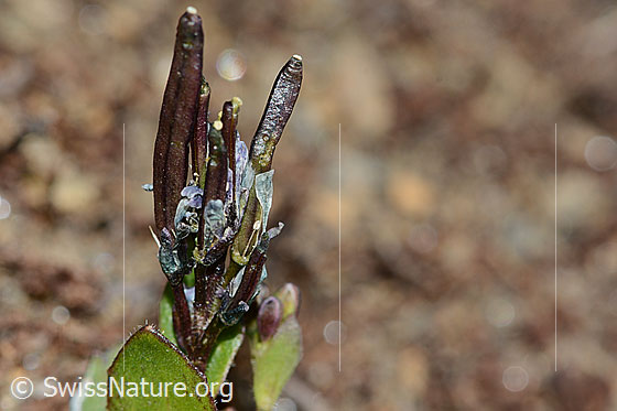 Photo: Arabis caerulea. Fruit pods.