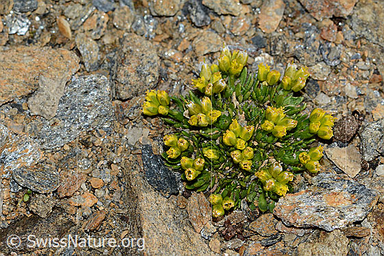 Foto: Hoppes Felsenblümchen (Draba hoppeana). Ganze Pflanze (Habitus).