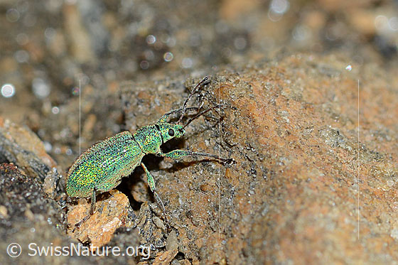 Gebirgs-Blattrüssler (Phyllobius arborator)