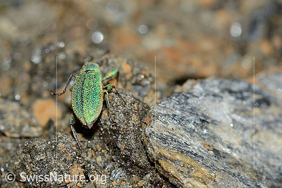 Foto: Gebirgs-Blattrüssler (Phyllobius arborator). Länge 7mm. Männchen. Ansicht von hinten.