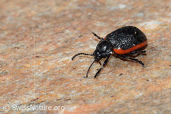 Foto: Rotsaum-Blattkäfer (Chrysolina sanguinolenta). Länge 6-9mm. Ansicht von der Seite.