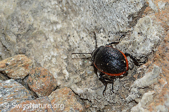 Foto: Rotsaum-Blattkäfer (Chrysolina sanguinolenta). Länge 6-9mm. Ansicht von hinten.