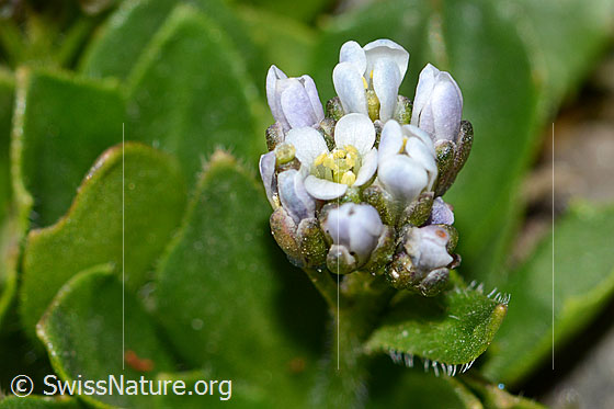 Photo: Arabis caerulea. Blossoms.