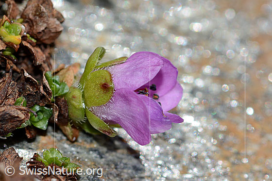 Photo: Saxifraga oppositifolia. Flower and ciliate leaves.