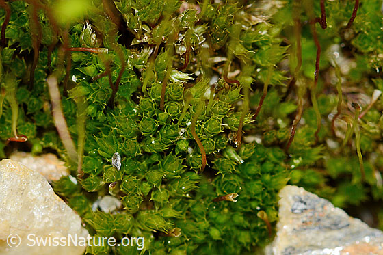 Photo: Probably Bryum capillare. Leaves.