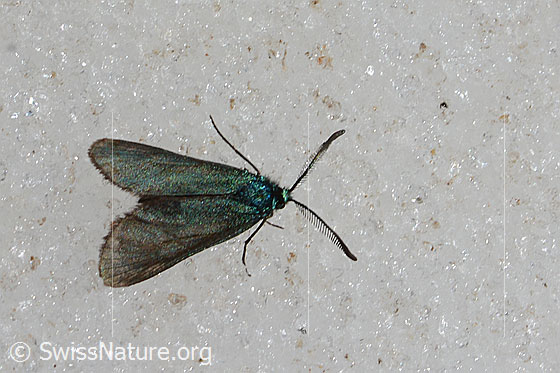 Photo: Probably Jordanita subsolana on snow at glacier edge.