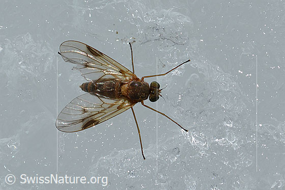 Foto: Wahrscheinlich Rhagio lineola (Schnepfenfliege). Länge 6 - 8mm. Weibchen. Auf Gletschereis. Ansicht von oben.