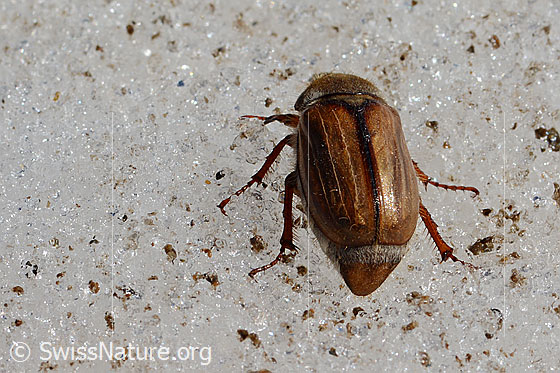 Photo: Amphimallon solstitiale on ice at glacier margin. View from behind.