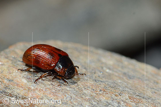 Foto: Gonioctena nivosus (Blattkäfer). Länge 5mm. Wird auch Gonioctena nivosa genannt. Ansicht von der Seite.
