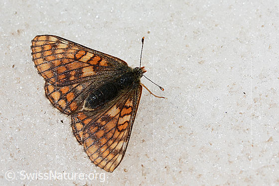 Veilchen-Scheckenfalter (Euphydryas cynthia) auf Schnee am Gletscherrand