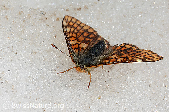 Photo: Euphydryas cynthia on snow at glacier edge. Female. Wings open. View diagonally from the front.