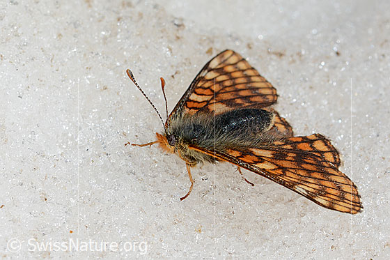Photo: Euphydryas cynthia on snow at glacier edge. Female. Wings open. View from the side above.