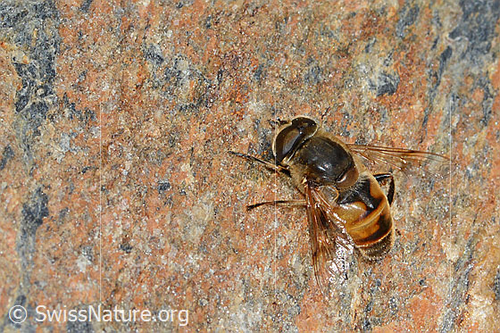 Foto: Mistbiene (Eristalis tenax). Länge 14 - 18mm. Männchen. Auf Fels.