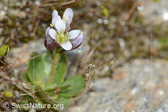 Foto: Bläuliche Gänsekresse (Arabis caerulea). Blüten.