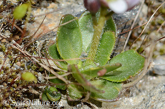 Foto: Bläuliche Gänsekresse (Arabis caerulea). Blätter und Stängel.