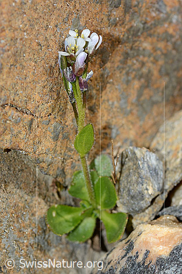 Photo: Arabis caerulea. Whole plant (habiti).