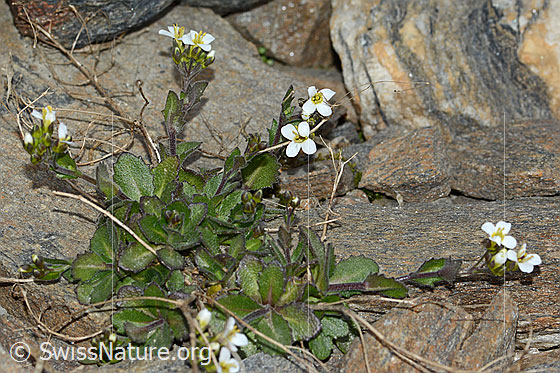 Foto: Alpen-Gänsekresse (Arabis alpina). Ganze Pflanze.