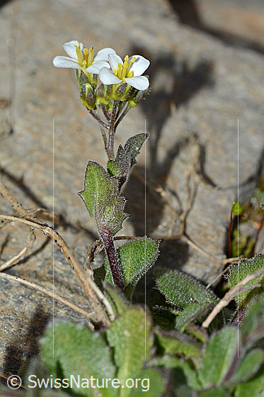 Foto: Alpen-Gänsekresse (Arabis alpina). Blüte, Stängel und Stängelblätter.
