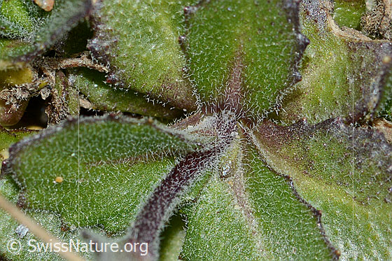 Foto: Alpen-Gänsekresse (Arabis alpina). Blätter und Stängel. Beide sternhaarig.