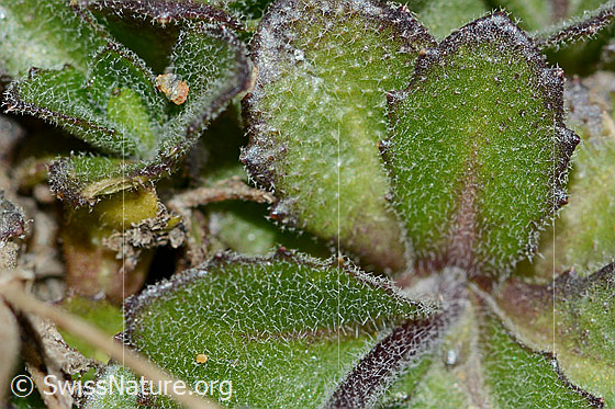 Foto: Alpen-Gänsekresse (Arabis alpina). Blätter. Sternhaarig.