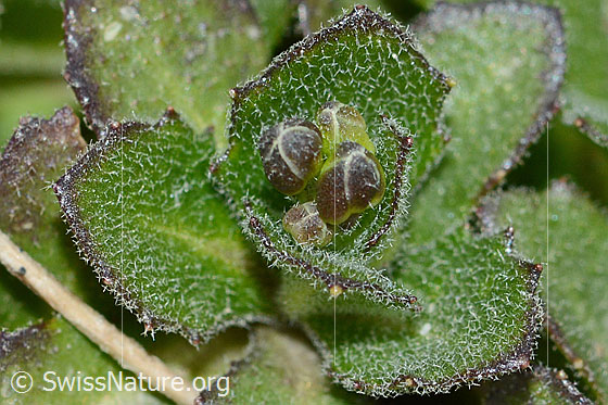 Foto: Alpen-Gänsekresse (Arabis alpina). Blätter (sternhaarig) und Knospen.