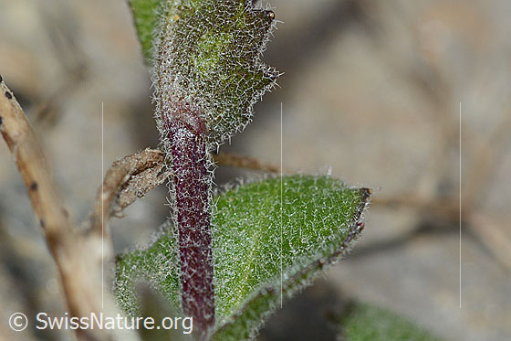Foto: Alpen-Gänsekresse (Arabis alpina)