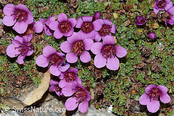 Photo: Saxifraga oppositifolia. Blossoms and leaves.