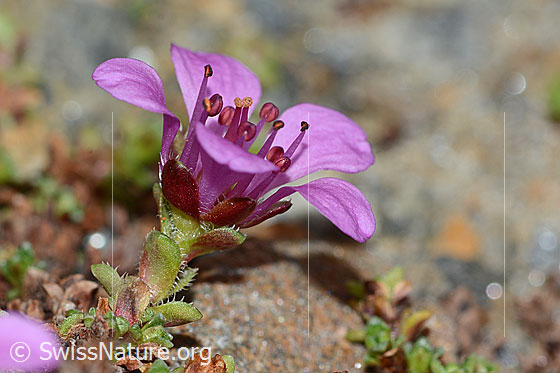 Photo: Saxifraga oppositifolia. Blossom and stem. View from the side.