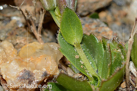 Photo: Arabis caerulea. Stem and leaves.